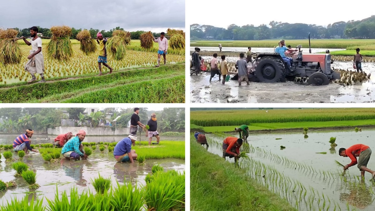 কুমিল্লার ব্রাহ্মণপাড়া উপজেলার মাঠগুলোতে কৃষকদের ব্যস্ততার খণ্ডচিত্র। ছবি : কালবেলা