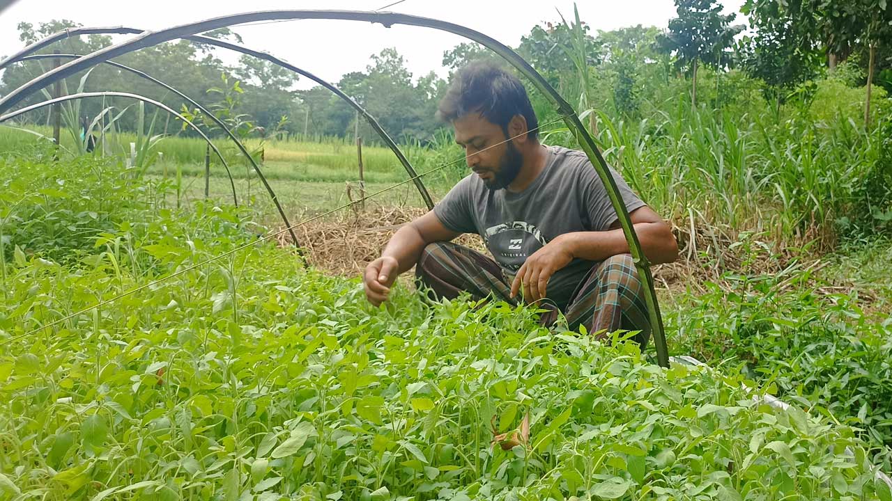 সবজি ক্ষেত পরিচর্যা করছেন  চাষি। ছবি : কালবেলা