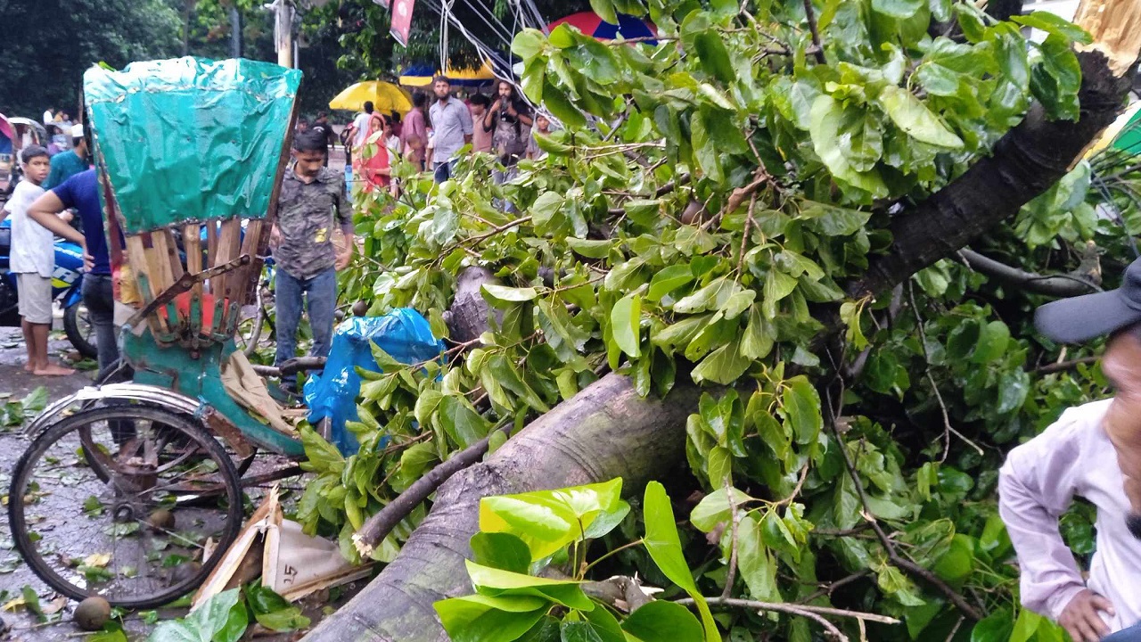 ঝোড়ো বাতাসে ঢাকা বিশ্ববিদ্যালয়ের টিএসসিতে ভেঙে পড়া গাছ। ছবি : কালবেলা