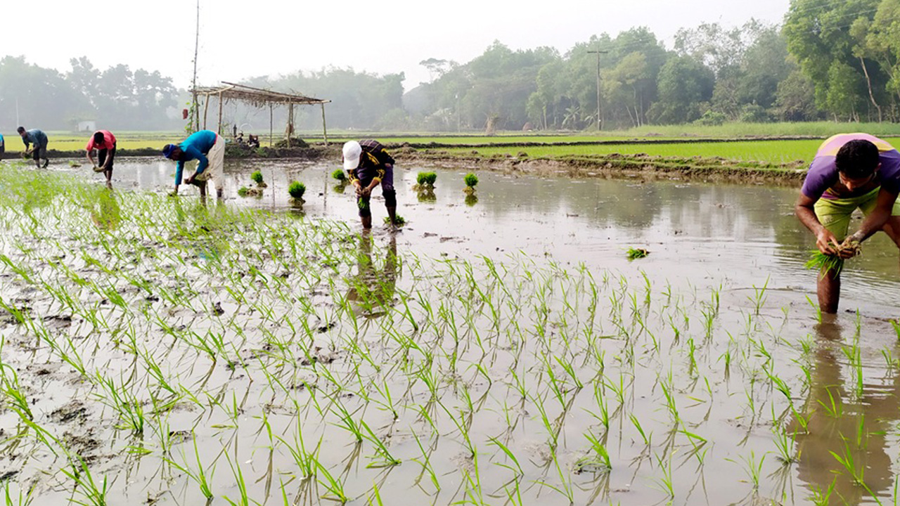 কুমিল্লার ব্রাহ্মণপাড়ায় রোপা আমন ধান রোপণে ব্যস্ত সময় পার করছেন চাষিরা। ছবি : কালবেলা