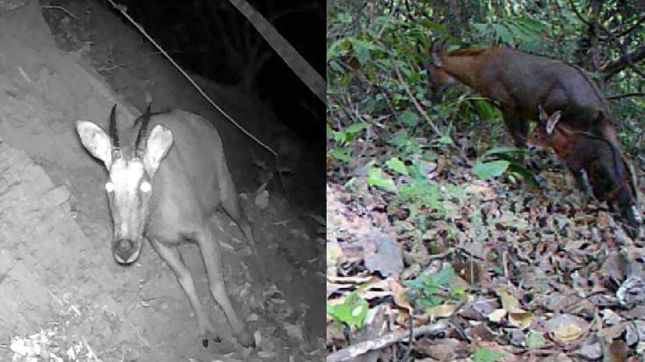 মীরসরাইয়ের বারৈয়ারঢালা জাতীয় উদ্যানে গবেষকদের ক্যামেরায় ধরা পড়া বন ছাগল। ছবি : সংগৃহীত