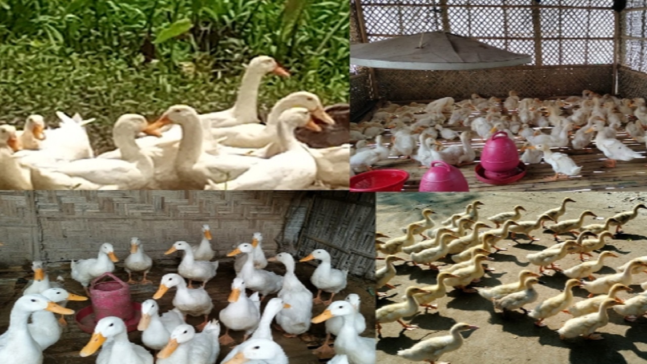 পেকিন হাঁস। ছবি : সংগৃহীত