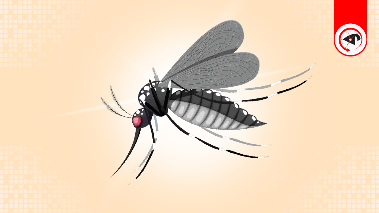 এডিস মশার প্রতীকী ছবি। গ্রাফিক্স : কালবেলা