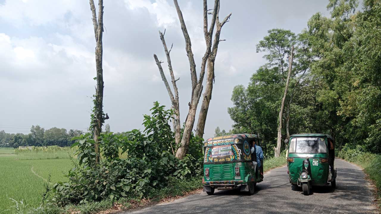 জামতৈল আলোকদিয়ার-কড্ডা সড়কের পাশে মরা গাছ। ছবি : কালবেলা