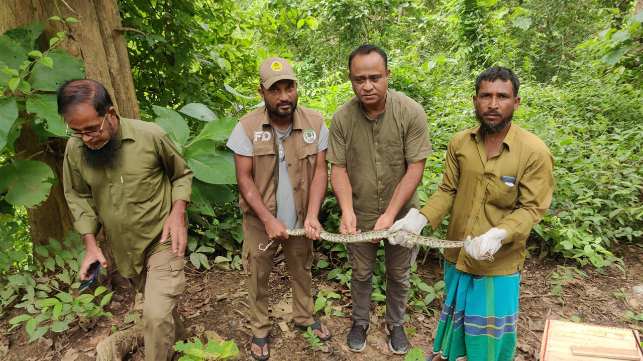 কাপ্তাই জাতীয় উদ্যানে অজগর অবমুক্ত। ছবি : কালবেলা