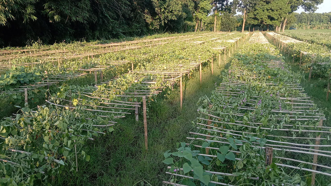 শত্রুতা জেরে পাবনার আটঘরিয়ার চাঁদভায় কয়েক বিঘা জমির শিমগাছ কর্তন। ছবি : কালবেলা