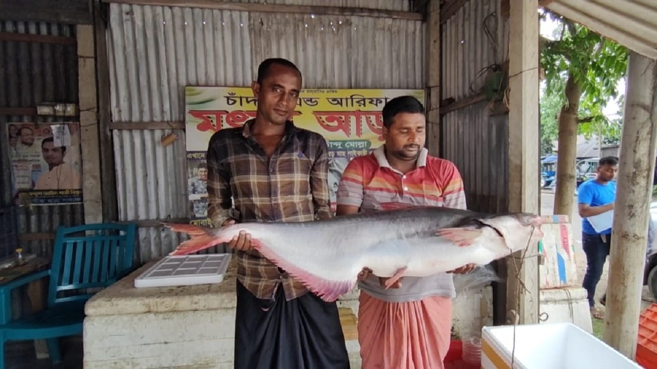 পদ্মায় ধরা পড়া পাঙ্গাশ। ছবি : কালবেলা