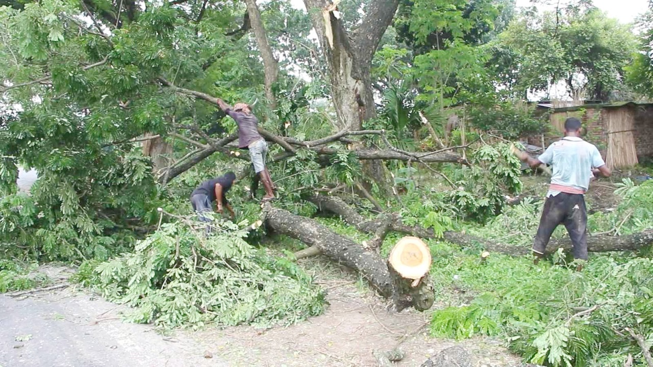 ঈশ্বরদীর বহরপুর থেকে দাশুড়িয়া অংশে মরা গাছের সঙ্গে তাজা গাছও কাটা হচ্ছে। ছবি : কালবেলা