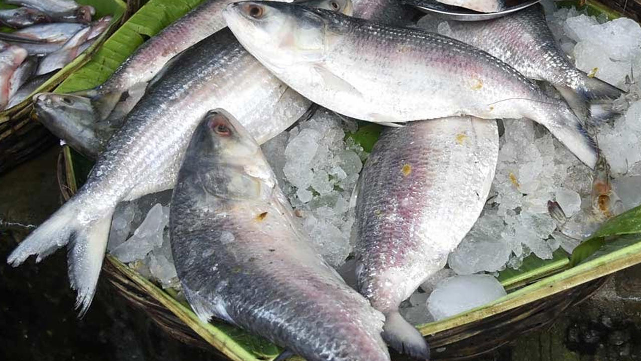 পদ্মার ইলিশ। ছবি : সংগৃহীত