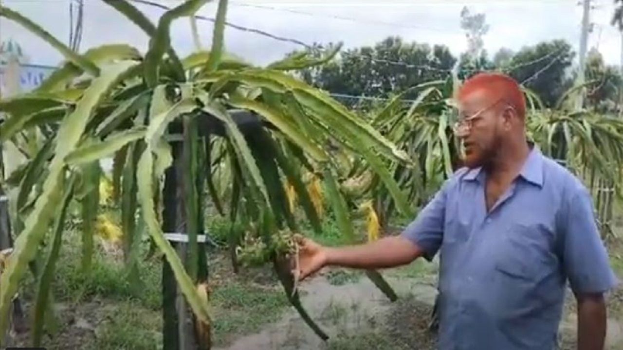 শিক্ষা প্রতিষ্টানের পতিত জমিতে ড্রাগন ফল চাষ। ছবি : কালবেলা