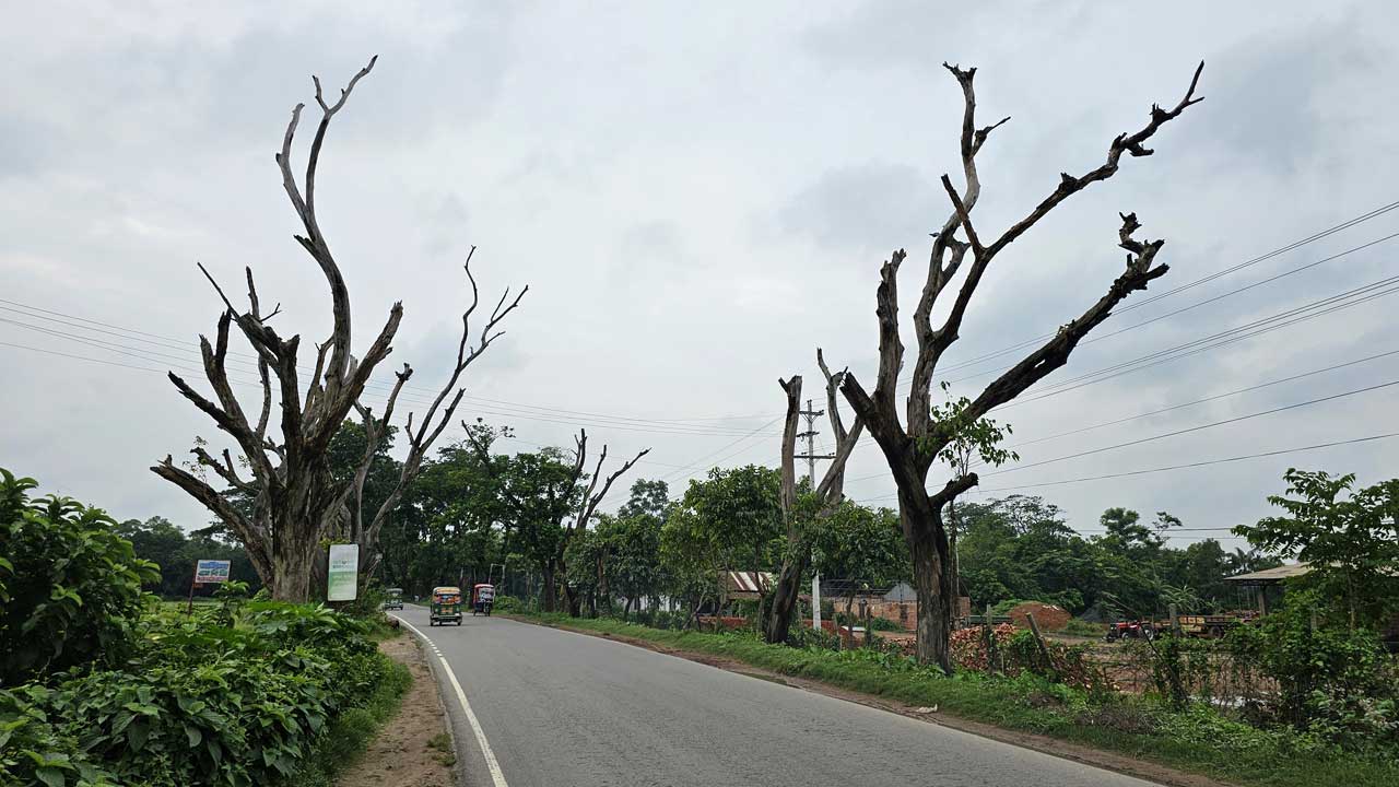 মহাসড়কের দুপাশে মৃত গাছ। ছবি : কালবেলা