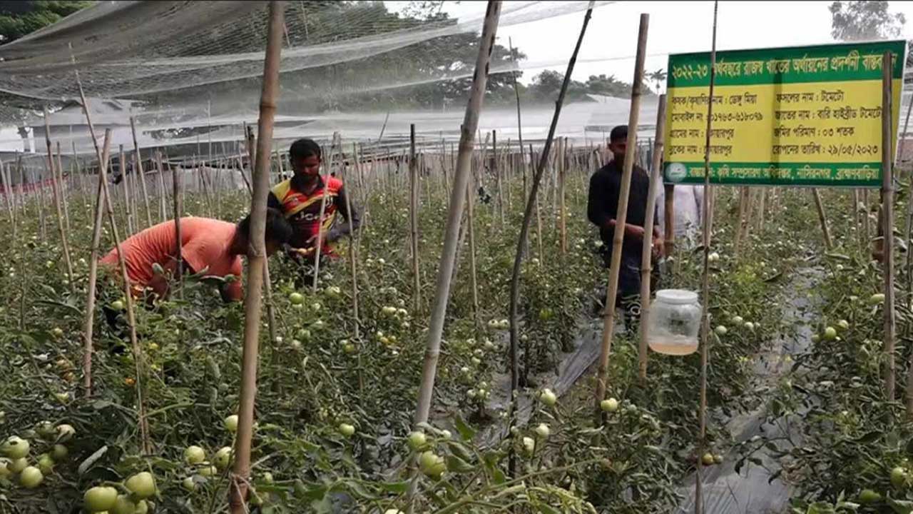 ব্রাহ্মণবাড়িয়ায় টমেটো ক্ষেত পরিচর্যা করছেন চাষিরা। ছবি : কালবেলা