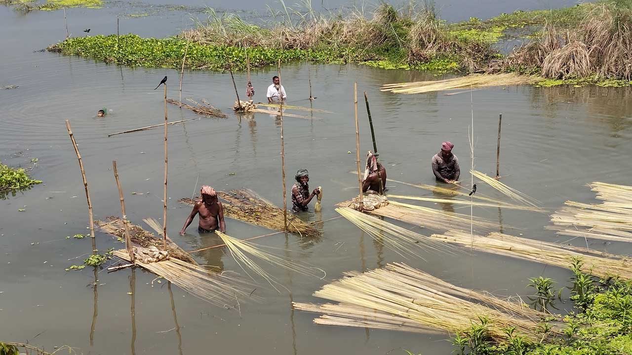 পাটের আঁশ ছাড়াতে ব্যস্ত চাষিরা। ছবি : কালবেলা