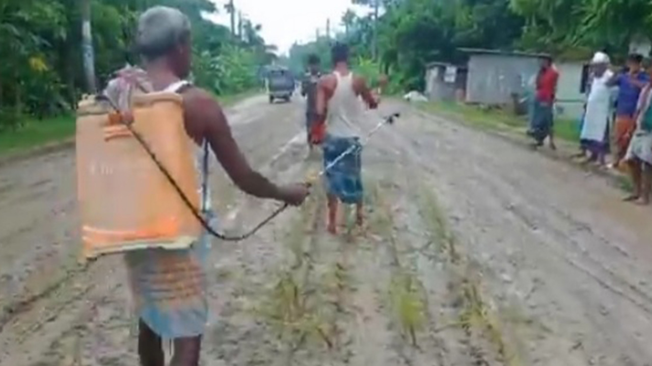 ভোলা-চরফ্যাশন আঞ্চলিক মহাসড়কে স্থানীয়দের ধানের চারা রোপণ। ছবি : কালবেলা