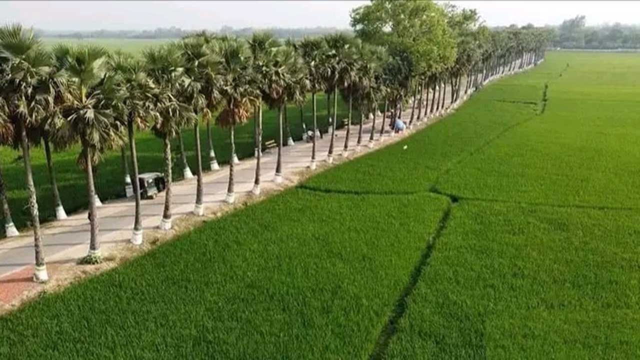 নওগাঁয় নিয়ামতপুরের তালসড়কে বসবেপিঠার মেলা। ছবি : কালবেলা