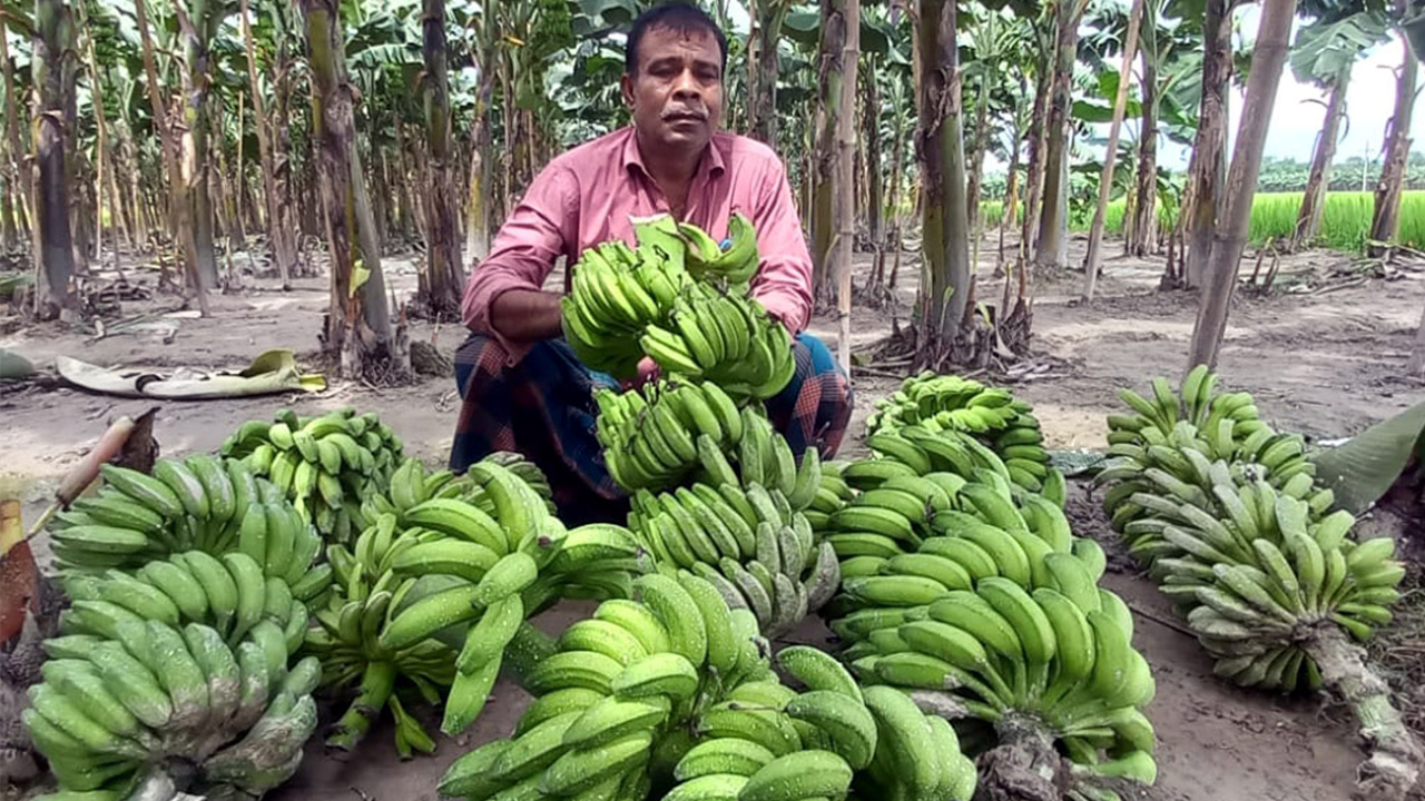 বগুড়ার শিবগঞ্জে এক কৃষকের সাড়ে ৫০০ কলার কাঁদি কেটে ফেলেছে দুর্বৃত্তরা। ছবি : কালবেলা