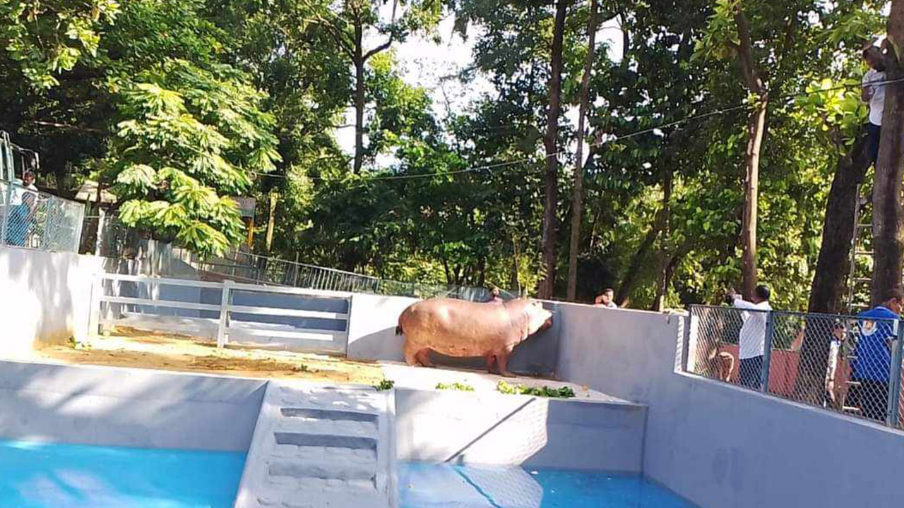 চট্টগ্রাম চিড়িয়াখানায় জলহস্তী। ছবি : কালবেলা