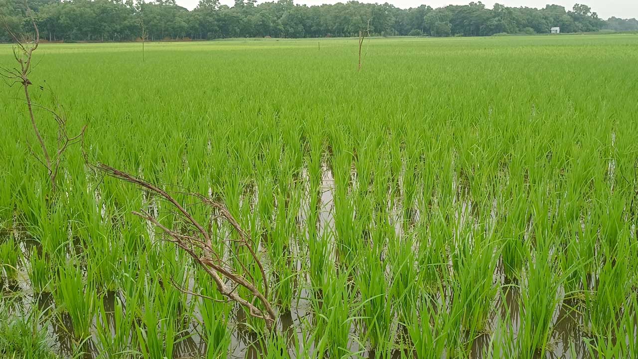 ধান ক্ষেত। ছবি : কালবেলা