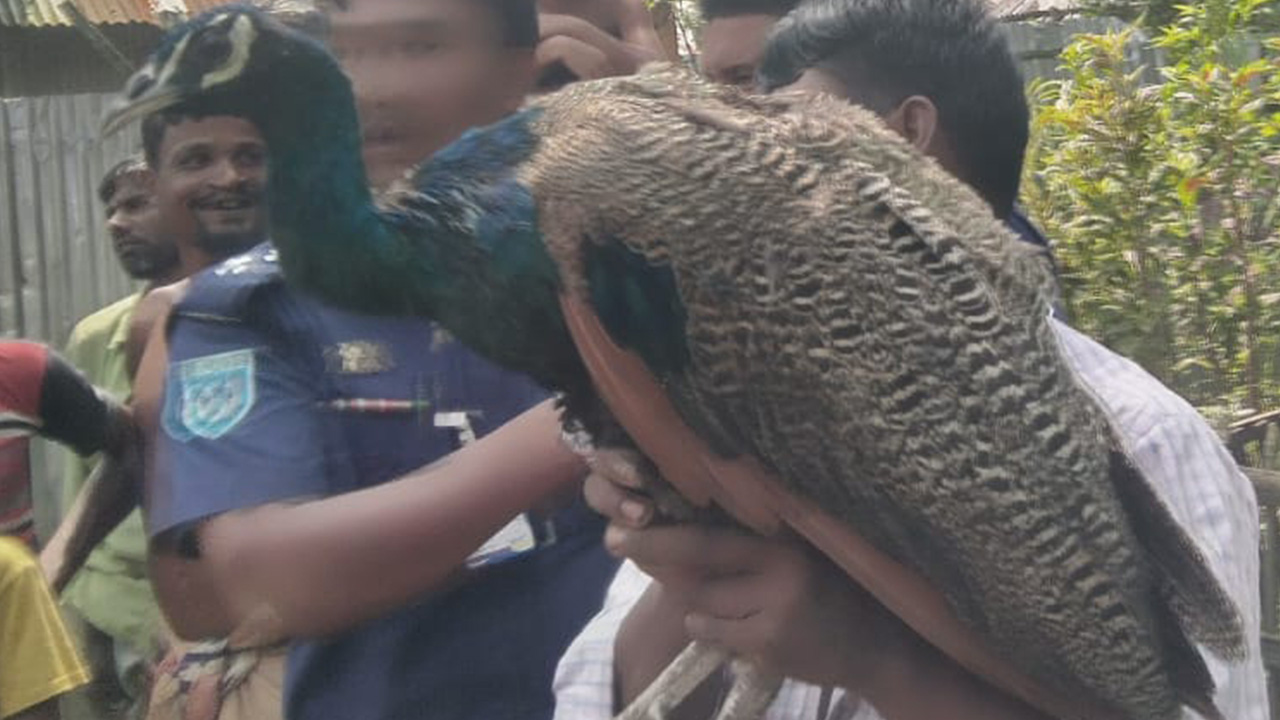 তেঁতুলিয়ায় বিরল প্রজাতির ময়ূর উদ্ধার। ছবি : কালবেলা