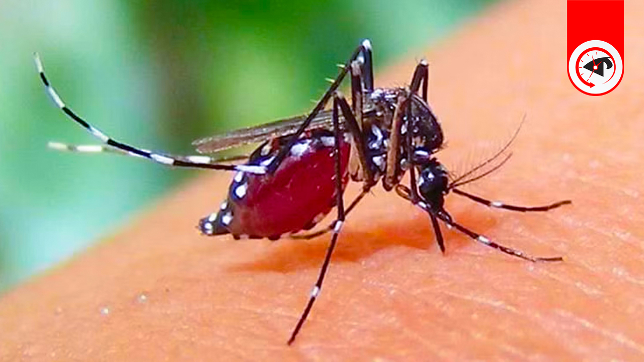 এডিস মশা। গ্রাফিক্স : কালবেলা