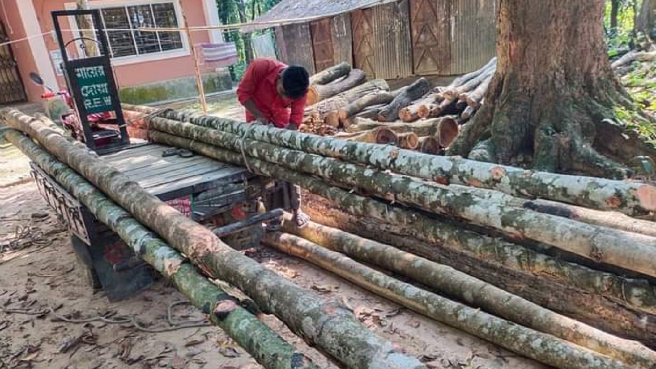 বন বিভাগের জব্দ করা গর্জন গাছ। ছবি : কালবেলা