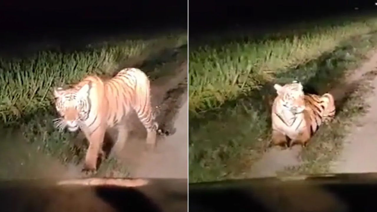 রাতের বেলা আখক্ষেতে ঘুরে বেড়াচ্ছে বাঘ। ছবি : সংগৃহীত
