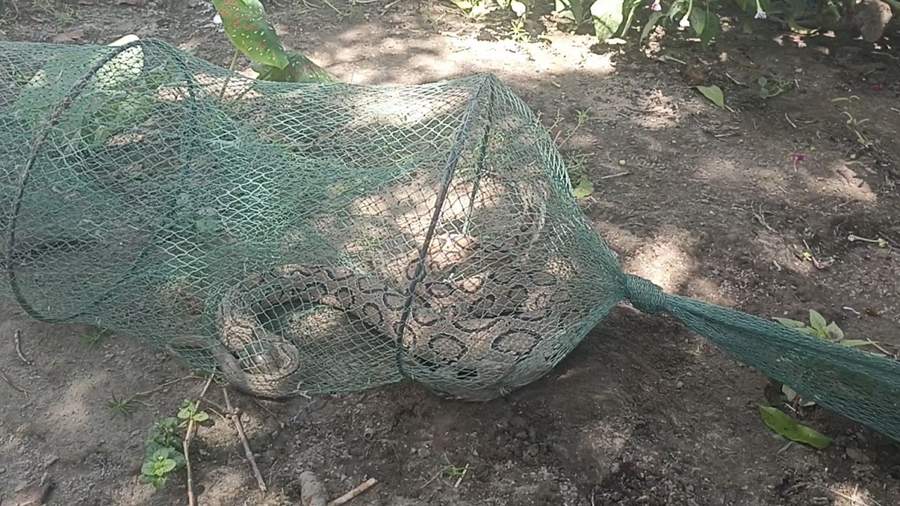 বিলুপ্তপ্রায় বিষধর সাপ রাসেল ভাইপার। ছবি : কালবেলা