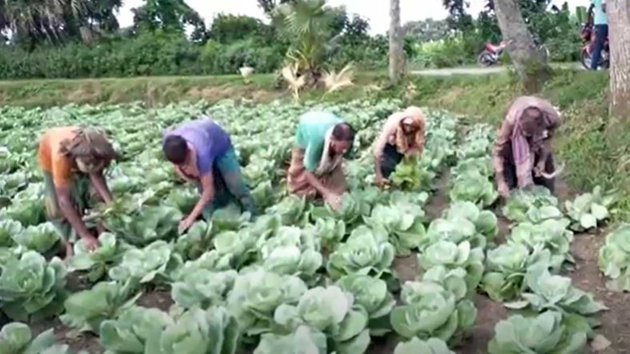 পরিচর্যায় ব্যস্ত বাঁধাকপি চাষিরা। ছবি : কালবেলা