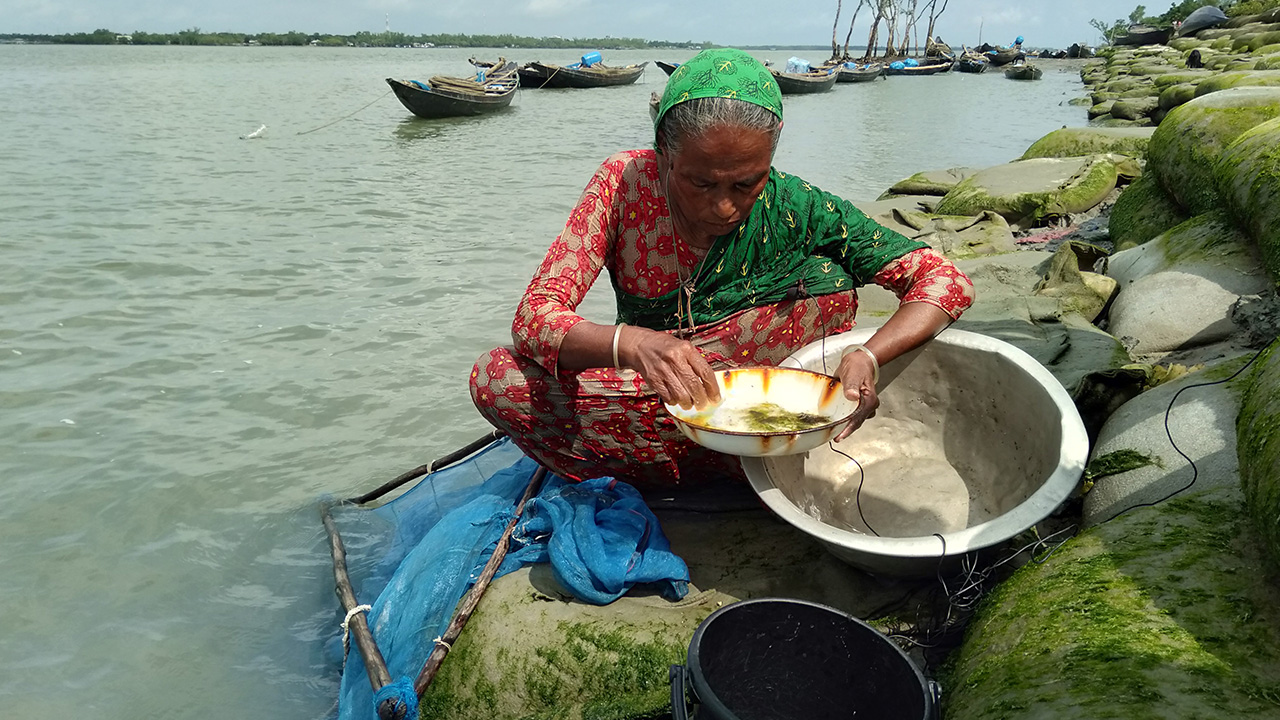 সুন্দরবনসংলগ্ন সাতক্ষীরা উপকূলে চিংড়ি পোনা আহরণে ব্যস্ত এক নারী। ছবি : কালবেলা