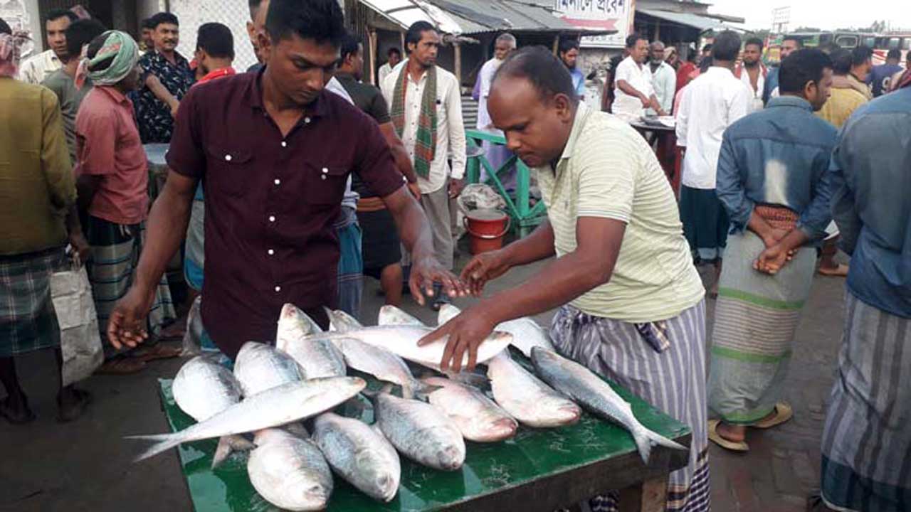 পদ্মার ইলিশে সয়লাব দৌলতদিয়া ঘাটের মাছবাজার