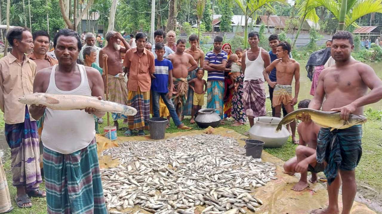 কীটনাশক দিয়ে ৩০ মণ মাছ মারল দুর্বৃত্তরা