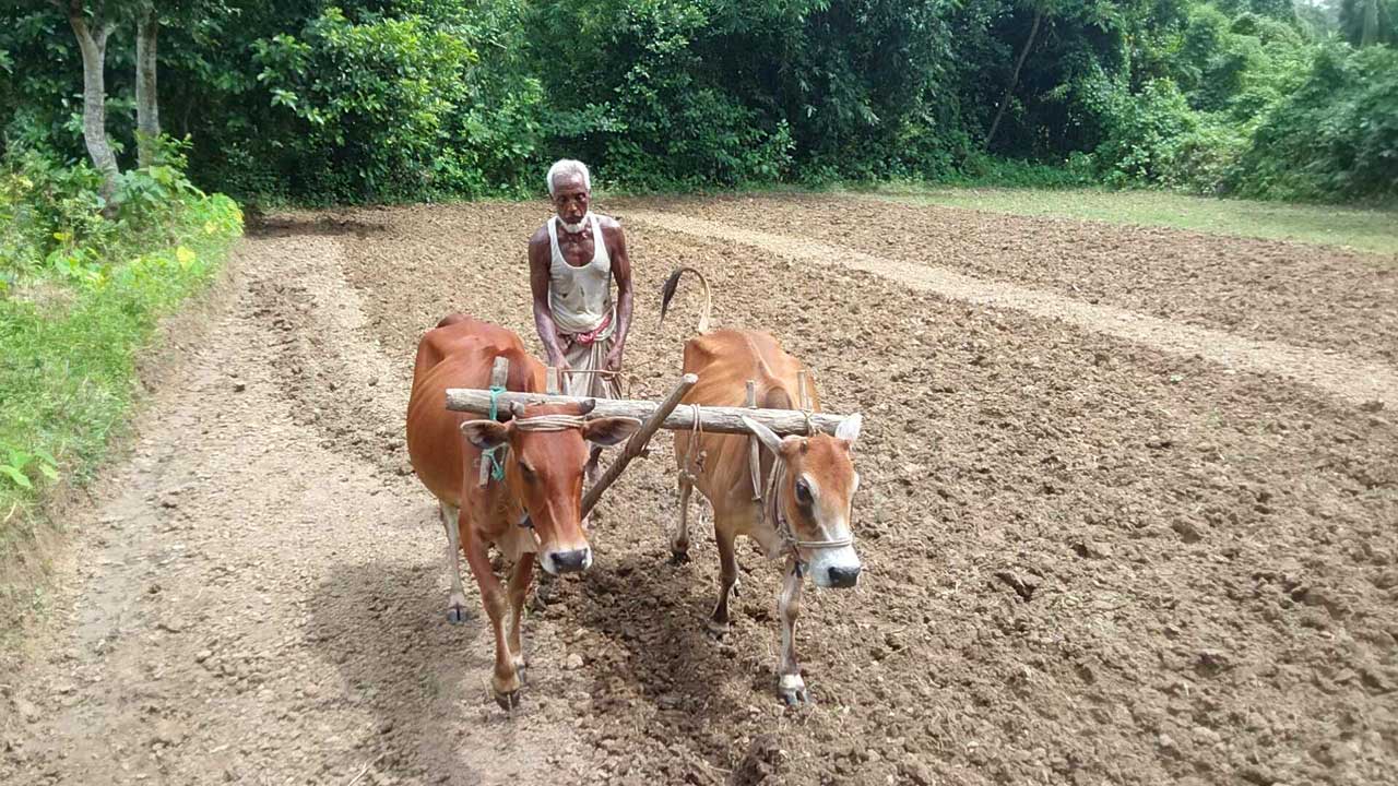 গরু দিয়ে হাল চাষ করছেন কৃষক। ছবি : কালবেলা