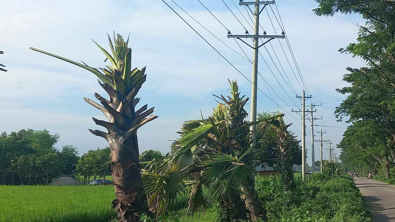 জয়পুরহাটের ক্ষেতলালে নিশ্চিন্তা-পাঠানপাড়া সড়কের তালগাছের মাথা কেটে ফেলা হয়েছে। ছবি : কালবেলা