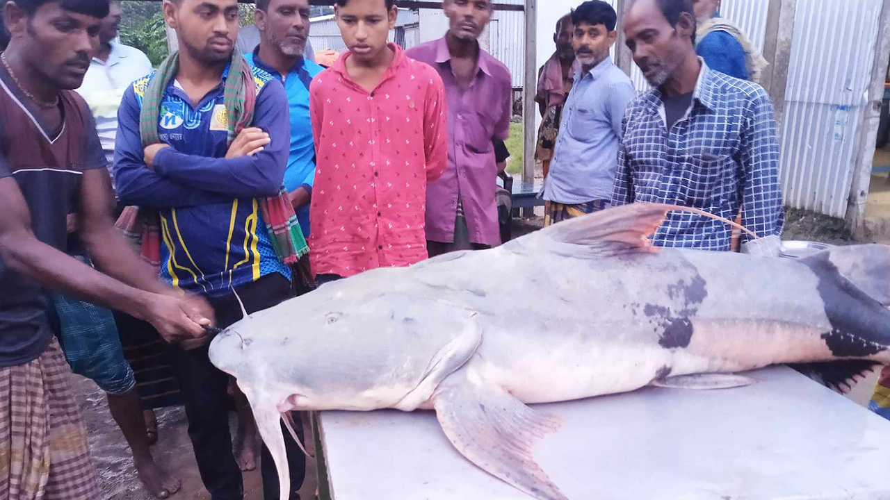 পদ্মার ৪৪ কেজির এক বাগাড় ৫৭ হাজার টাকায় বিক্রি। ছবি : কালবেলা