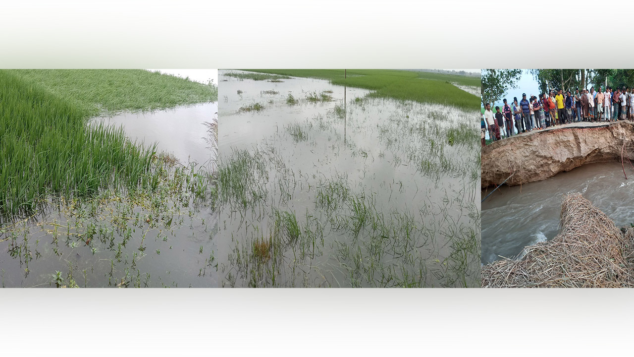 নওগাঁর রাণীনগরে লাগাতার বৃষ্টিপাতে বেড়িবাঁধে ভাঙন, তলিয়ে গেছে রোপা-আমন ধান।