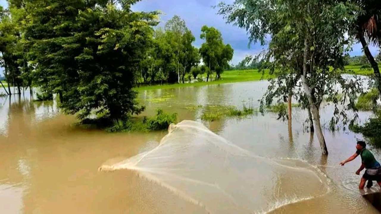 নওগাঁয় কয়েক দিনের বৃষ্টিতে ভেসে গেছে পুকুরের মাছ। ছবি : কালবেলা