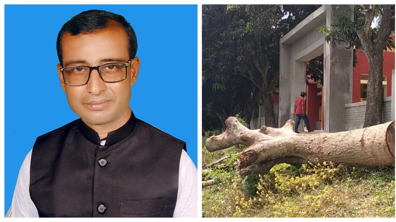 অভিযুক্ত ইউপি সদস্য আমজাদ হোসেন মন্টু ও কেটে ফেলা বিদ্যালয়ের আম গাছ। ছবি : সংগৃহীত