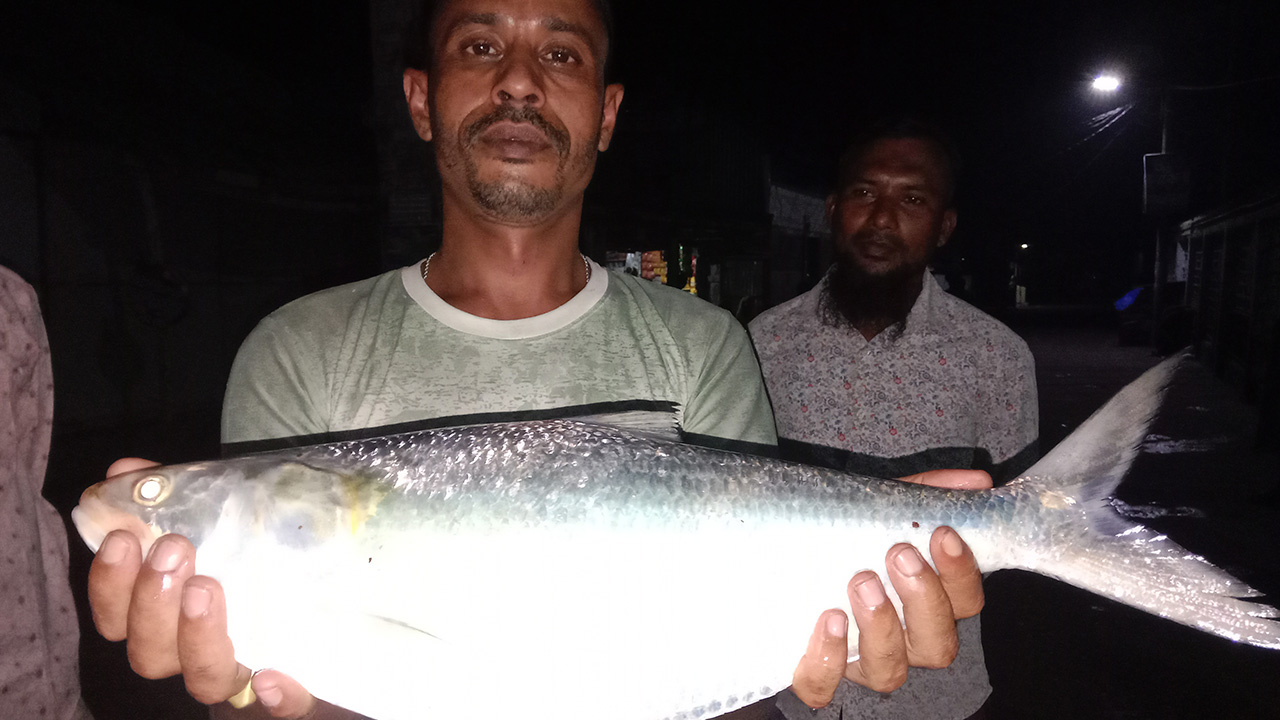 পায়রা (বুড়িশ্বর) নদে বুড়িরচর পয়েন্টে ধরা পরেছে দুই কেজির ইলিশ। ছবি : কালবেলা