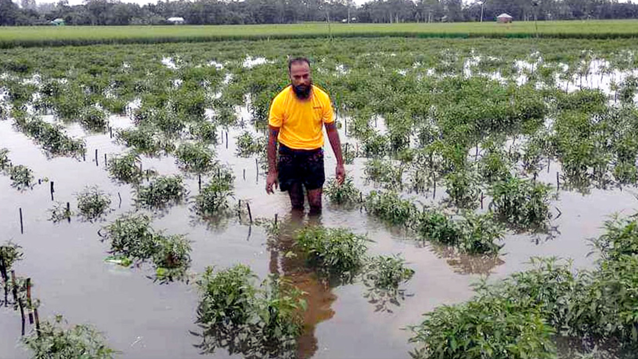টানা বৃষ্টিতে নিমজ্জিত বগুড়ার নন্দীগ্রামের মরিচের ক্ষেত। ছবি : কালবেলা