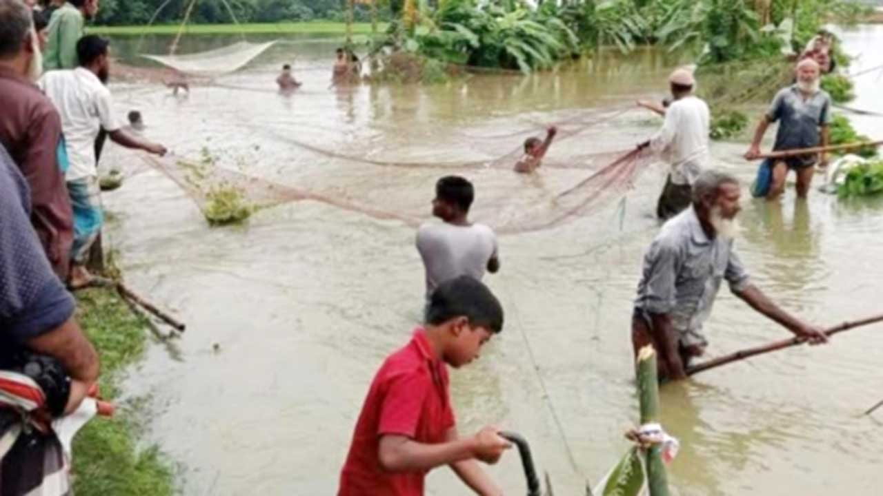 নেত্রকোনায় খাল-বিল থেকে মাছ শিকার করছে স্থানীয়রা। ছবি : কালবেলা