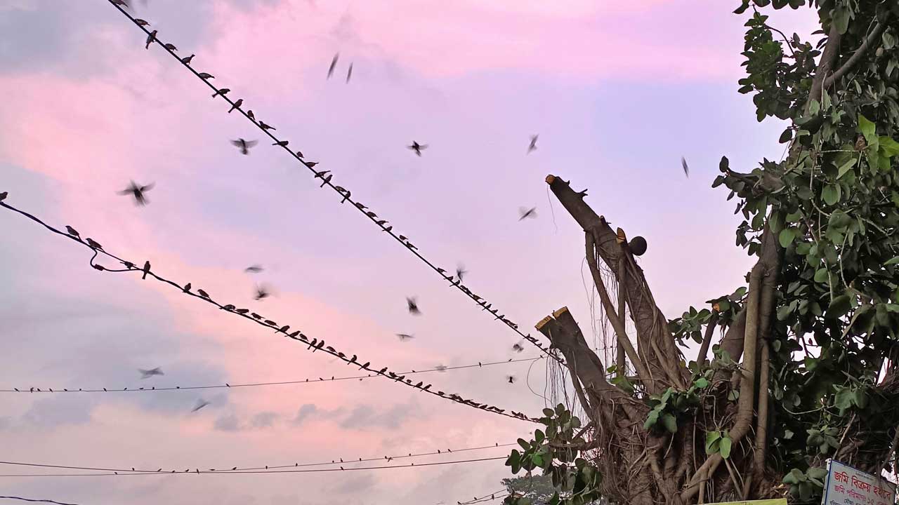 গাছের ডাল কেটে দেওয়ায় বৈদ্যুতিক তারে আশ্রয় নিয়েছে হাজারো পাখি। ছবি : সংগৃহীত