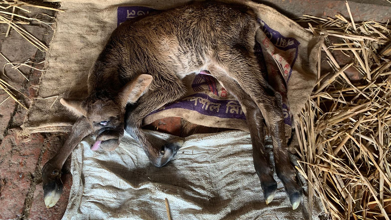 জয়পুরহাটের ক্ষেতলাল উপজেলায় এক চোখওয়ালা বাছুরের জন্ম। ছবি : কালবেলা