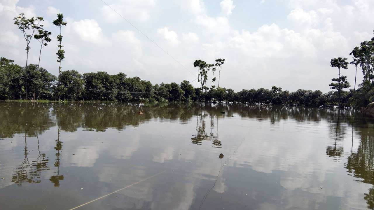 টানা বর্ষণে বিশ একর পুকুরের মাছ ভেসে গেছে। ছবি : কালবেলা