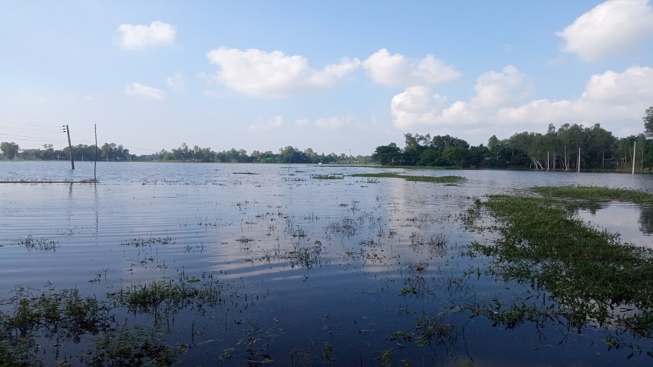 সরিষাবাড়ীতে বন্যার পানিতে ডুবে গেছে ফসলি জমি। ছবি : কালবেলা