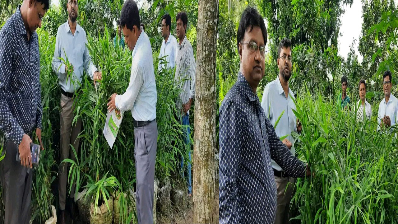 বস্তায় আদা চাষে সফল নওগাঁর কৃষকরা। ছবি : কালবেলা