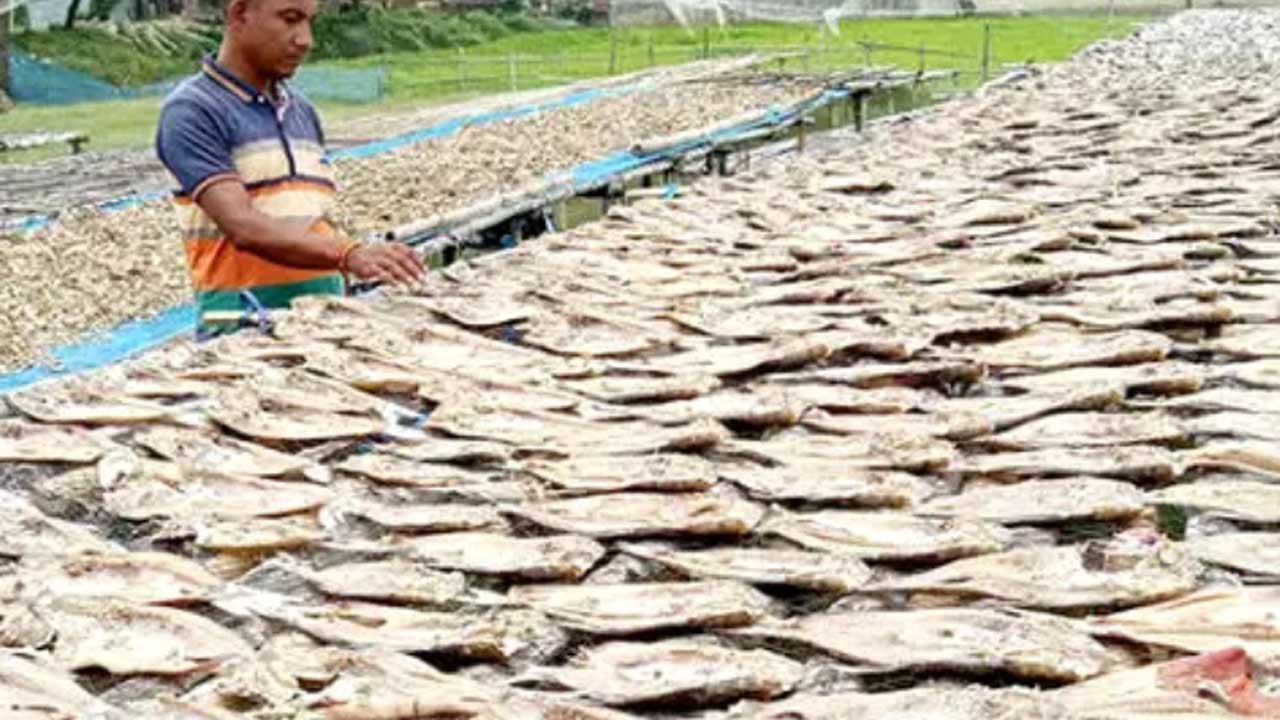 সাতক্ষীরার উপকূলীয় অঞ্চলে উৎপাদন করা হচ্ছে মিঠাপানির শুঁটকি। ছবি : সংগৃহীত