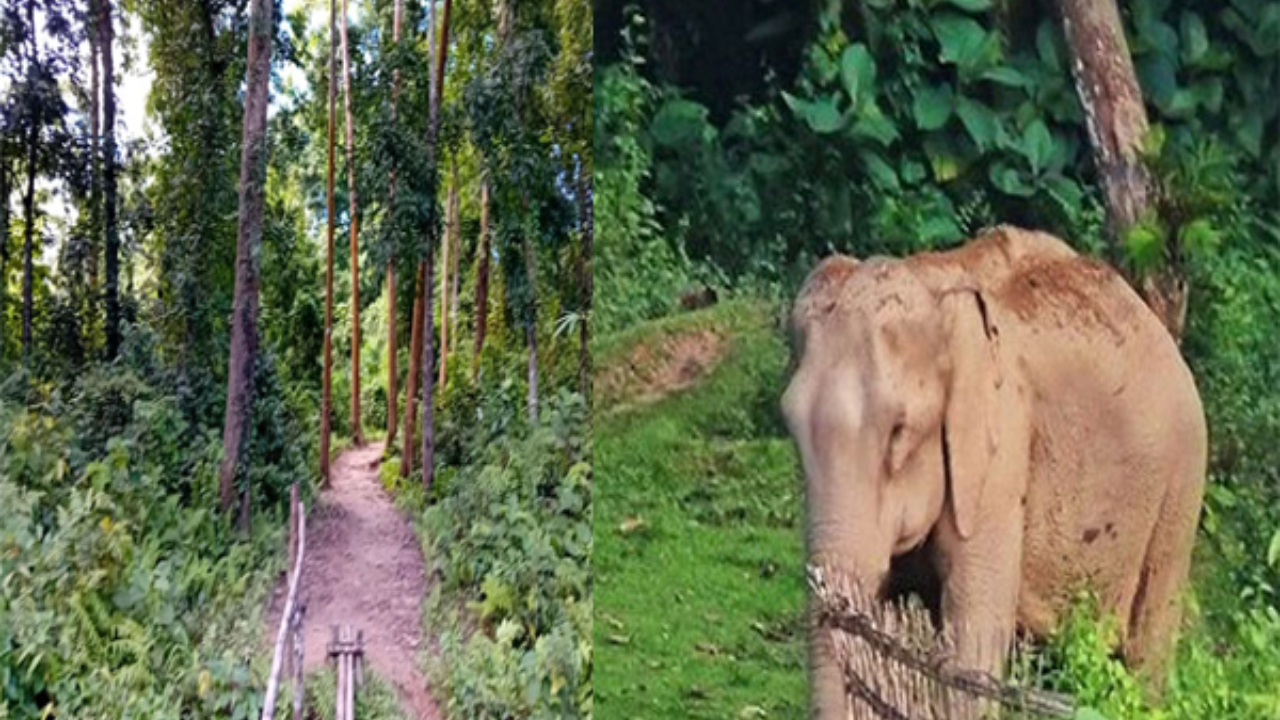 মৌলভীবাজার লাঠিটিলা সংরক্ষিত বন। ছবি : সংগৃহীত
