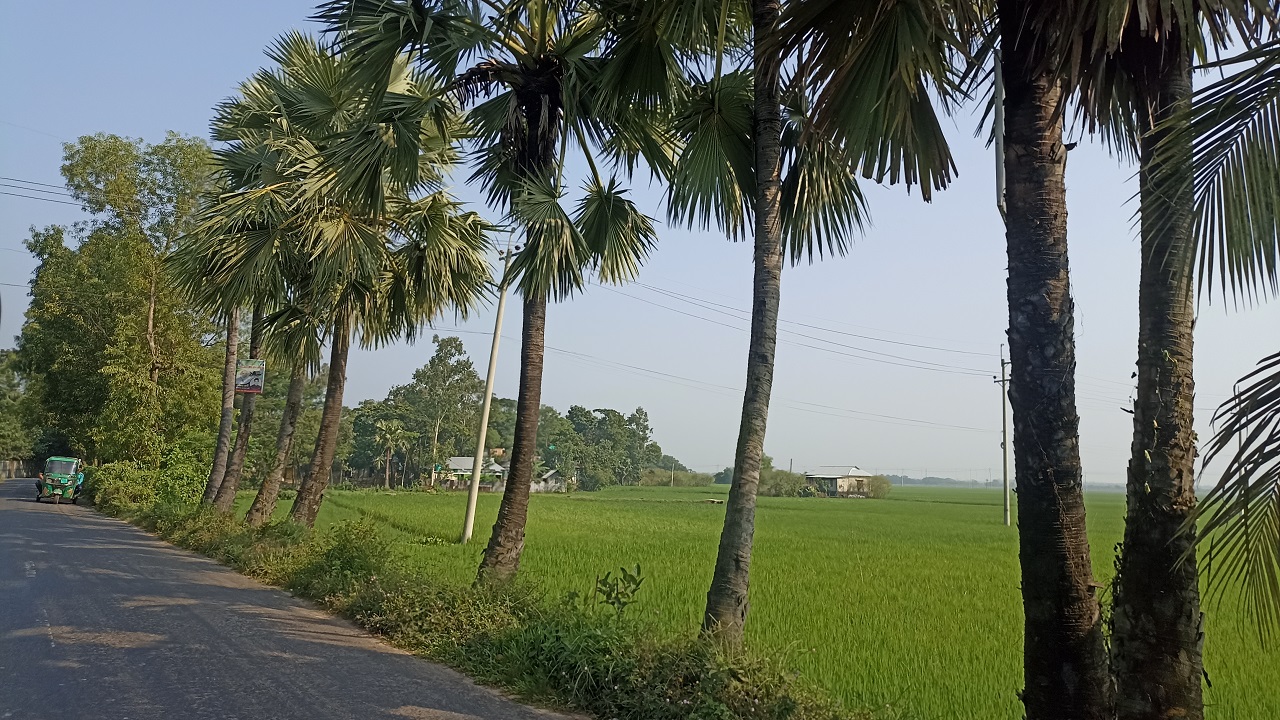 ব্রাহ্মণপাড়া উপজেলার একটি সড়কে তালগাছের সারি। ছবি : কালবেলা