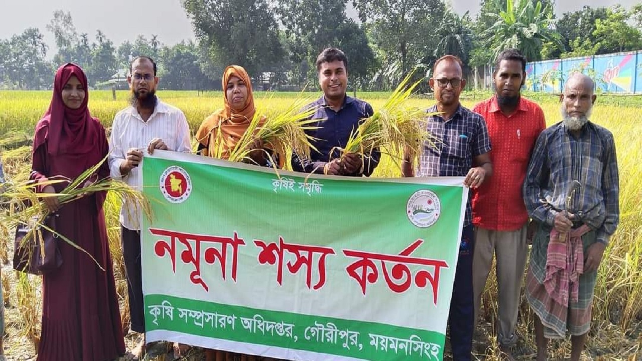 গৌরীপুরে নমুনা শস্য কর্তন প্রোগ্রামে কৃষি কর্মকর্তাসহ কৃষকরা। ছবি : কালবেলা