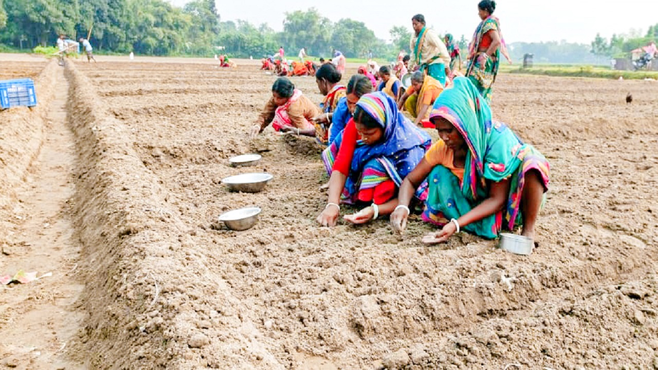 কোদাল দিয়ে মাটি প্রস্তুত করছেন কৃষক, রসুনের বীজ লাগাচ্ছেন কৃষাণীরা। ছবিটি দিনাজপুরের খানসামা উপজেলার আরাজি জাহাঙ্গীরপুর থেকে তোলা। ছবি : কালবেলা